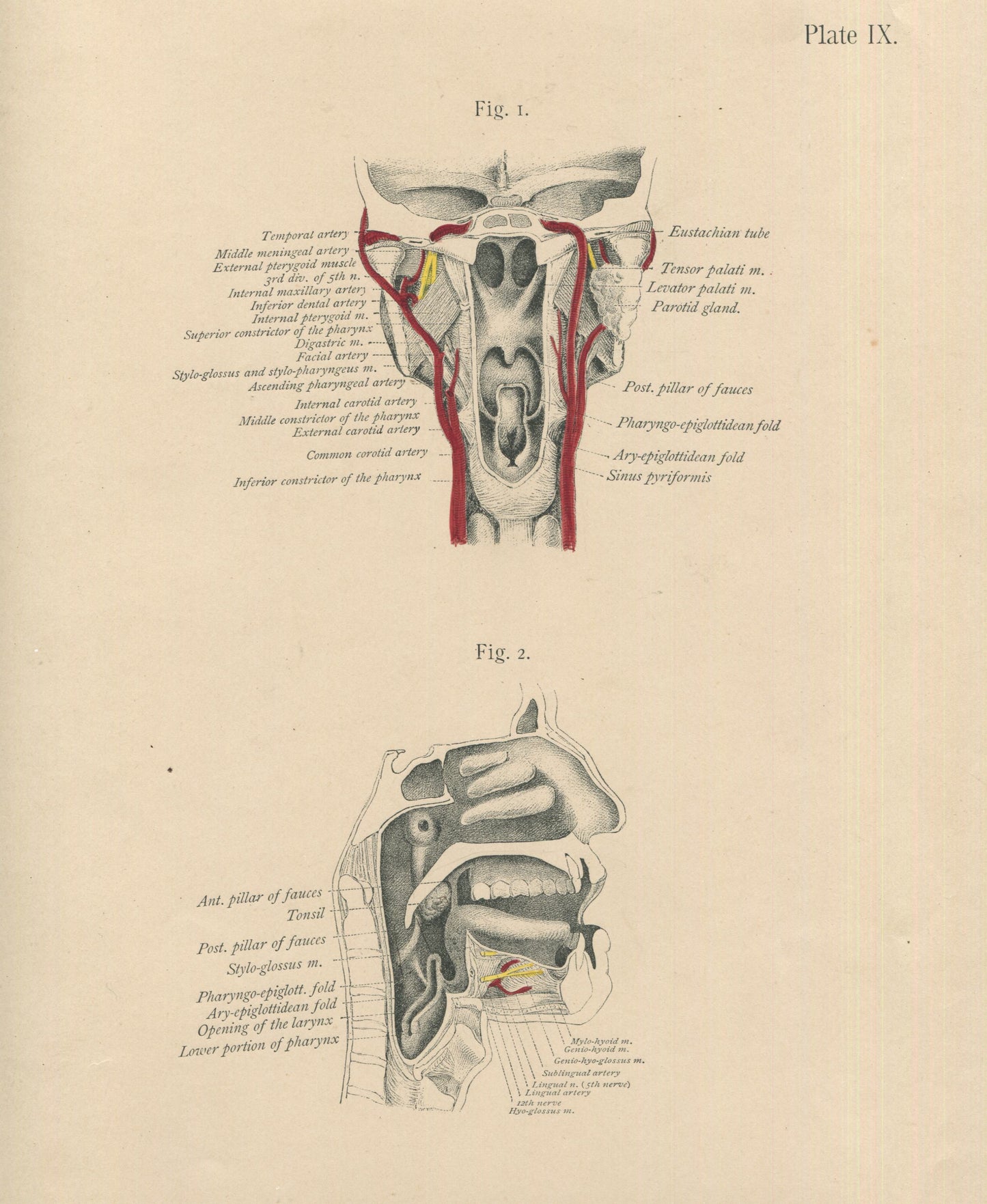 Matted Antique (c.1897) Anatomy Print, Plate IX: Pharynx, Mouth, Nasal Cavity