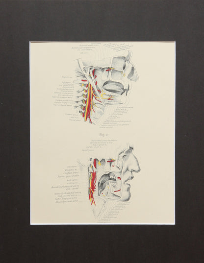 Matted Antique (c.1897) Anatomy Print, Plate X: The Pharynx and Mouth