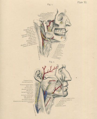 Matted Antique (c.1897) Anatomy Print, Plate XI: Dissection of the Neck