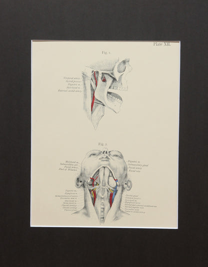 Matted Antique (c.1897) Anatomy Print, Plate XII: The Chin and Neck