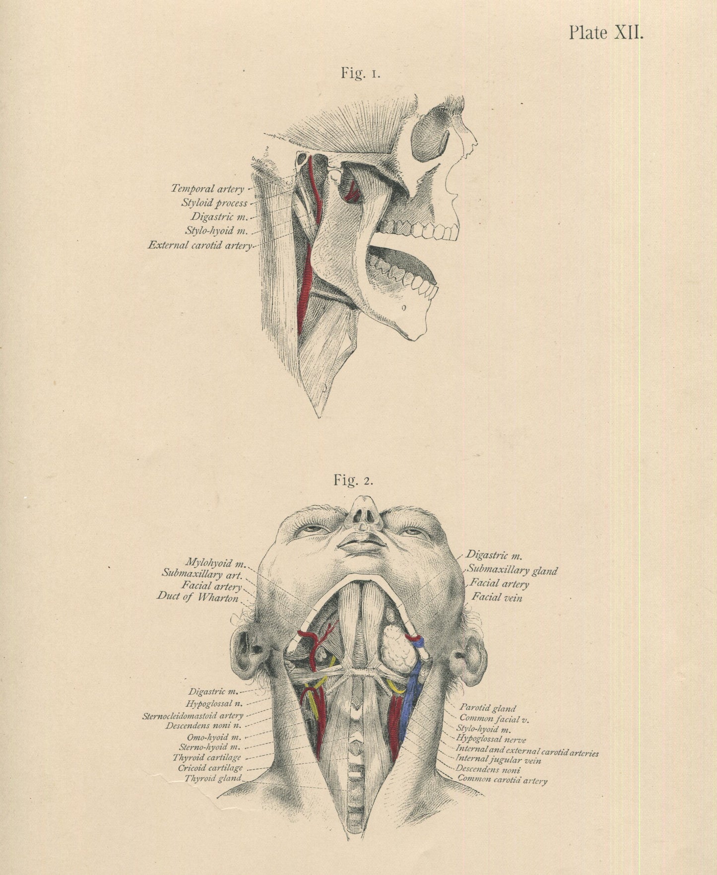 Matted Antique (c.1897) Anatomy Print, Plate XII: The Chin and Neck