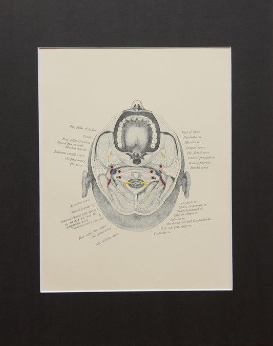 Matted Antique (c.1897) Anatomy Print, Plate XIII: The Mouth, From Below