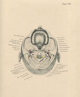 Matted Antique (c.1897) Anatomy Print, Plate XIII: The Mouth, From Below