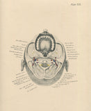 Matted Antique (c.1897) Anatomy Print, Plate XIII: The Mouth, From Below