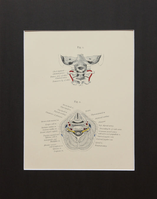 Matted Antique (c.1897) Anatomy Print, Plate XIV: The Head and Spinal Column