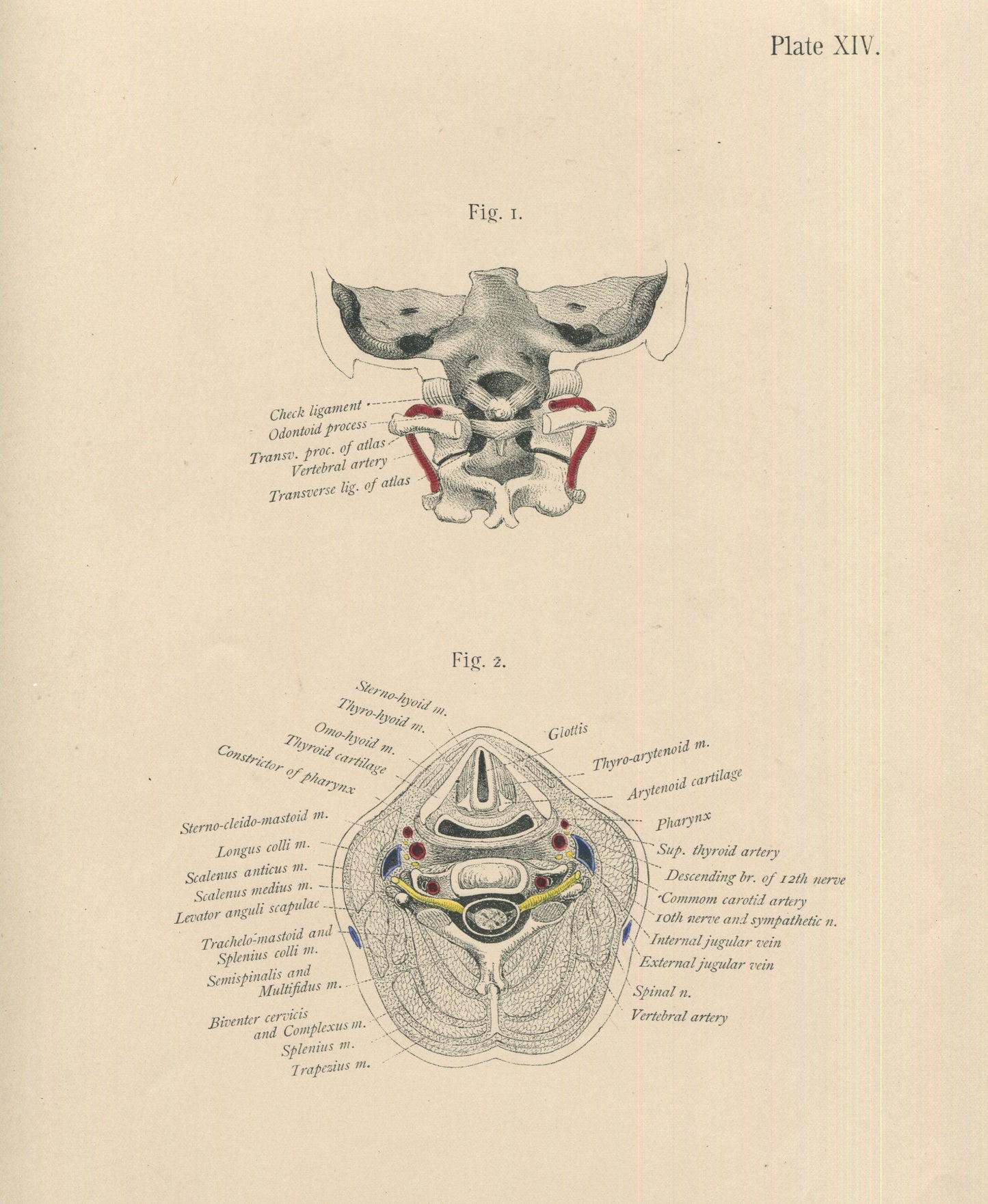 Matted Antique (c.1897) Anatomy Print, Plate XIV: The Head and Spinal Column