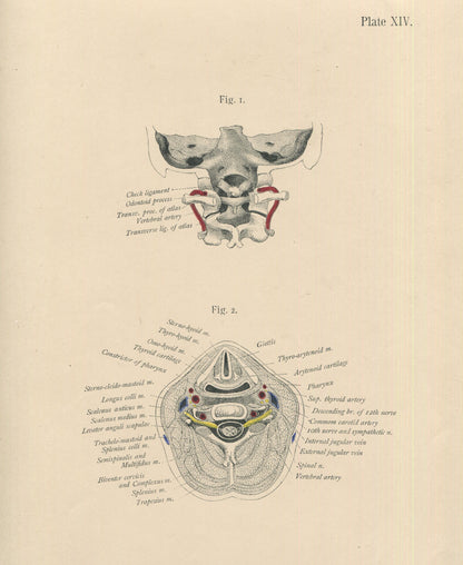 Matted Antique (c.1897) Anatomy Print, Plate XIV: The Head and Spinal Column
