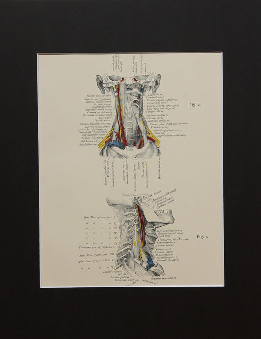 Matted Antique (c.1897) Anatomy Print, Plate XV: The Vertebral Column