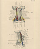 Matted Antique (c.1897) Anatomy Print, Plate XV: The Vertebral Column