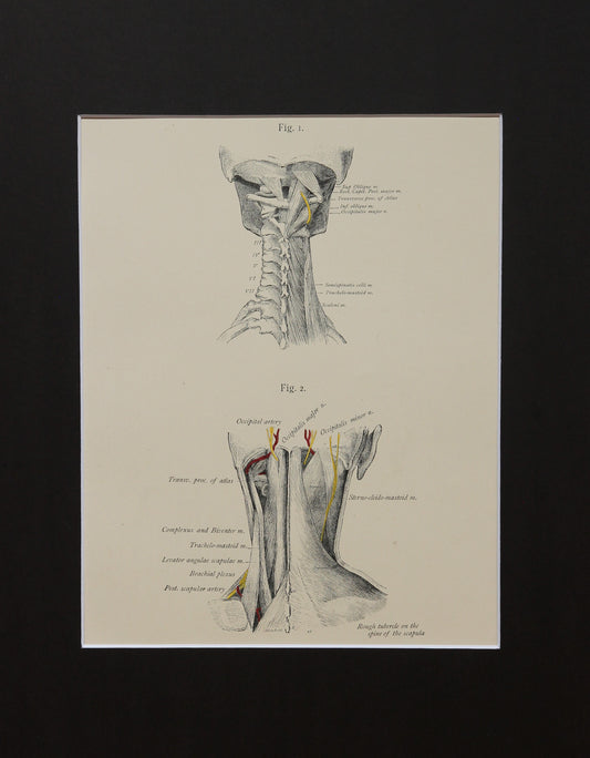 Matted Antique (c.1897) Anatomy Print, Plate XVI: The Vertebral Column