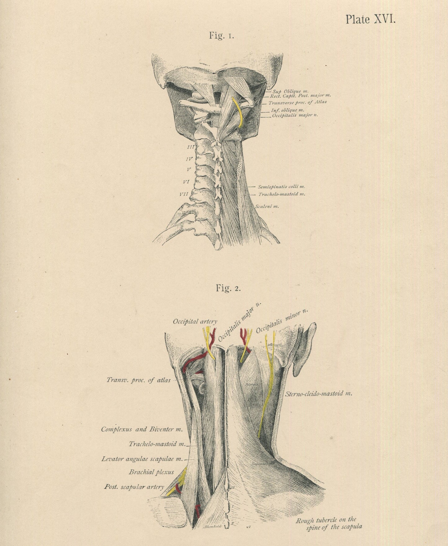 Matted Antique (c.1897) Anatomy Print, Plate XVI: The Vertebral Column