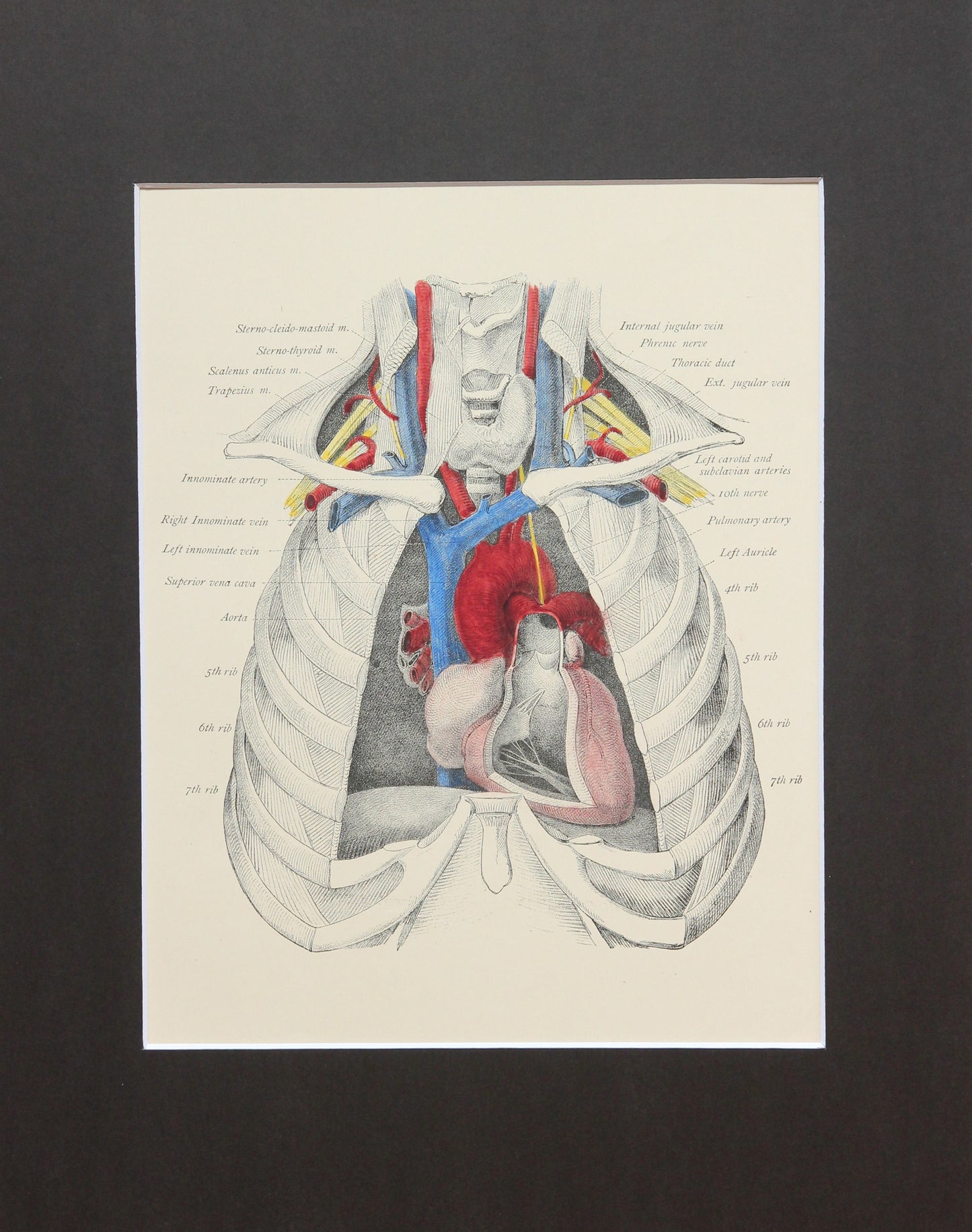 Matted Antique (c.1897) Anatomy Print, Plate XVIII: The Heart and Neck