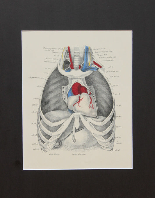 Matted Antique (c.1897) Anatomy Print, Plate XIX: The Thoracic Cavity