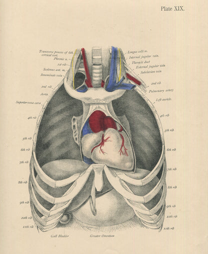 Matted Antique (c.1897) Anatomy Print, Plate XIX: The Thoracic Cavity
