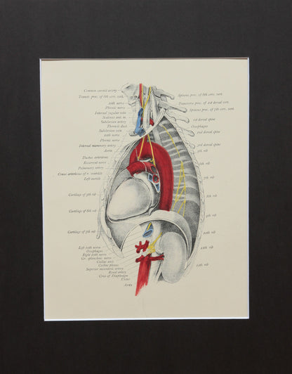 Matted Antique (c.1897) Anatomy Print, Plate XX: The Thorax, Left Side