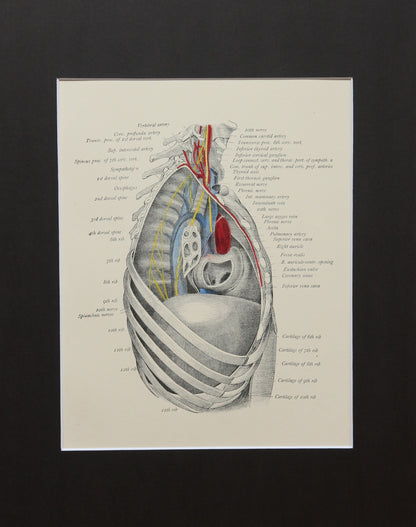 Matted Antique (c.1897) Anatomy Print, Plate XXI: The Thorax, Right Side