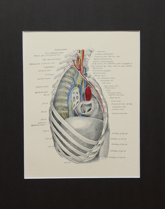 Matted Antique (c.1897) Anatomy Print, Plate XXI: The Thorax, Right Side