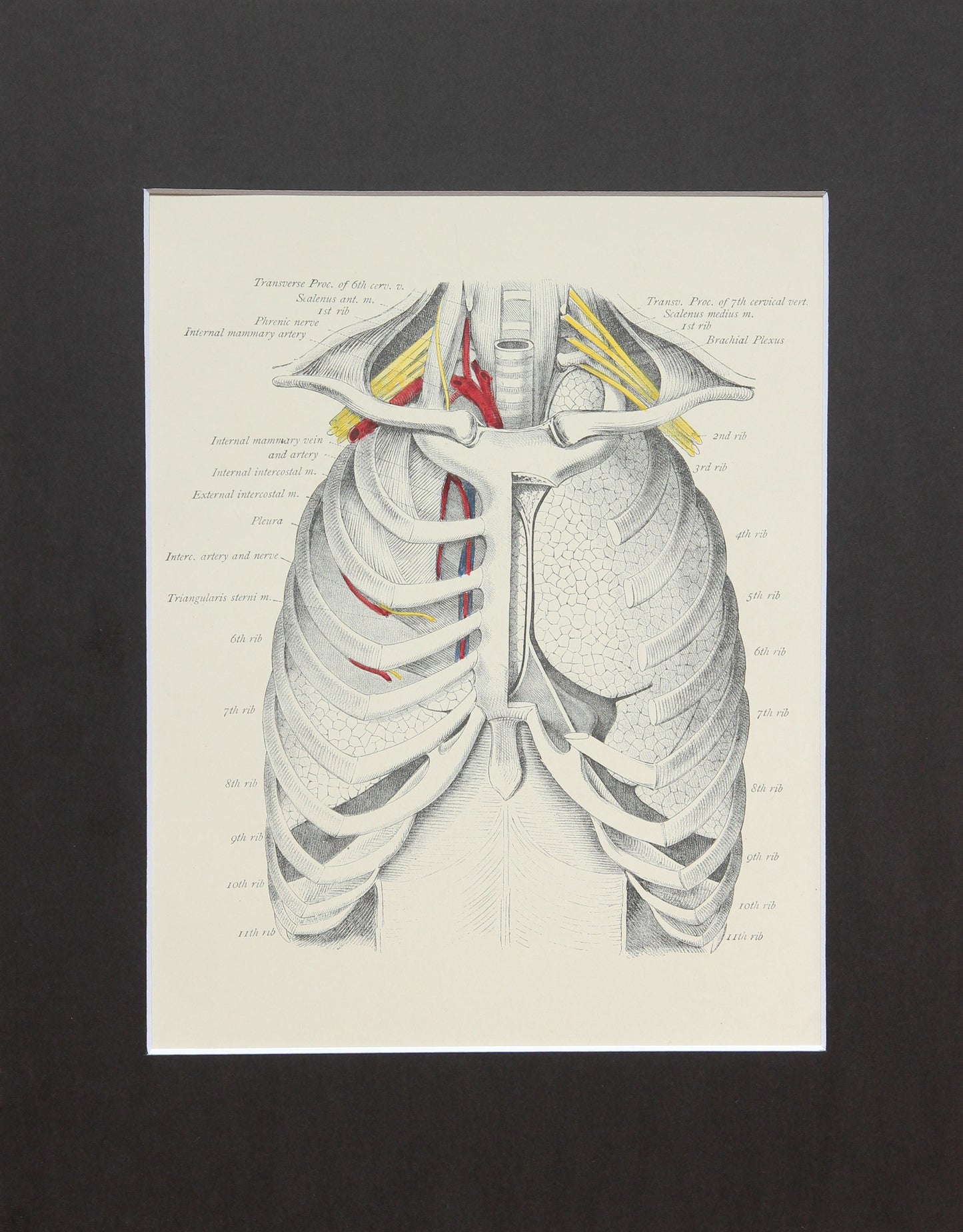 Matted Antique (c.1897) Anatomy Print, Plate XXII: The Thorax, Anterior View