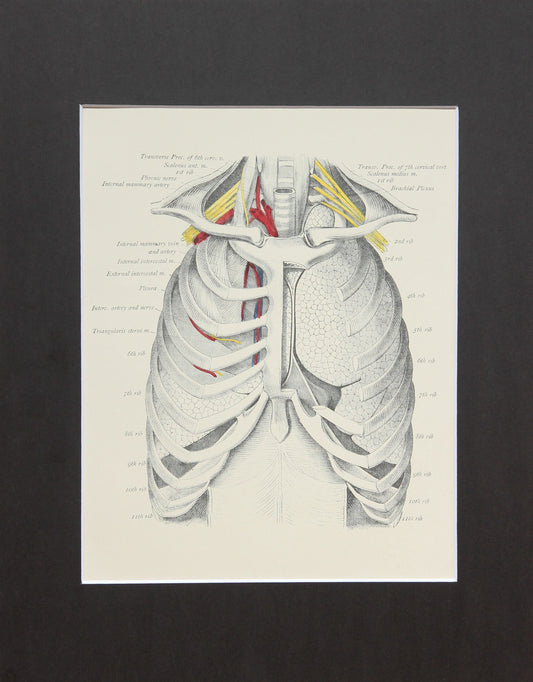 Matted Antique (c.1897) Anatomy Print, Plate XXII: The Thorax, Anterior View