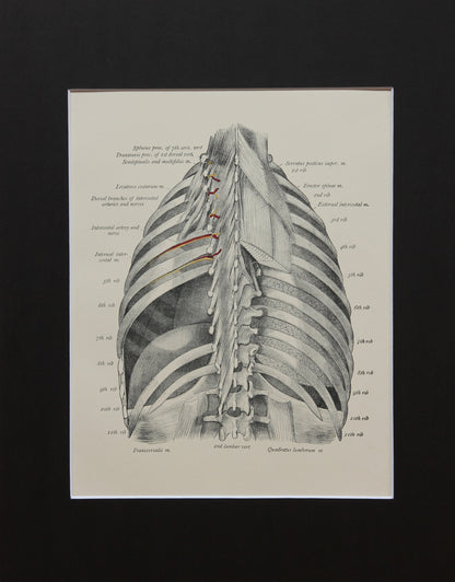 Matted Antique (c.1897) Anatomy Print, Plate XXIII: The Thorax, Posterior View