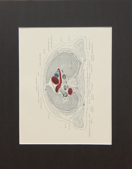 Matted Antique (c.1897) Anatomy Print, Plate XXIV: The Thorax, Horizontal Section