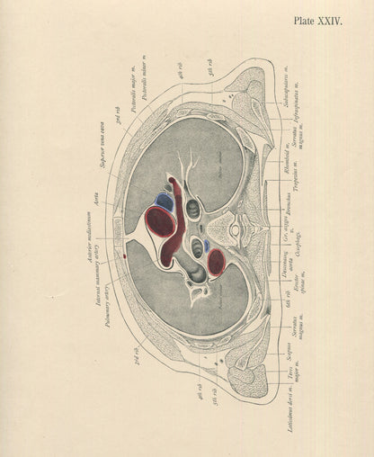 Matted Antique (c.1897) Anatomy Print, Plate XXIV: The Thorax, Horizontal Section