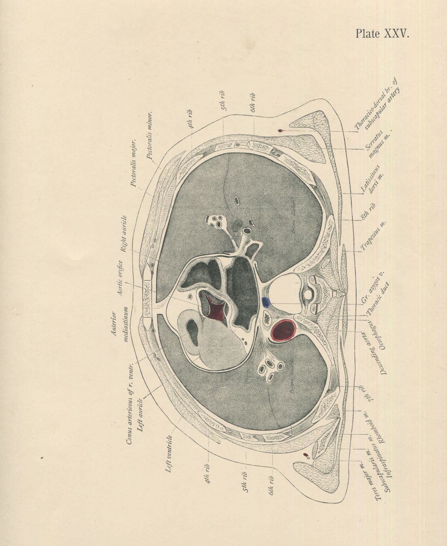 Matted Antique (c.1897) Anatomy Print, Plate XXV: The Thorax, Horizontal Section