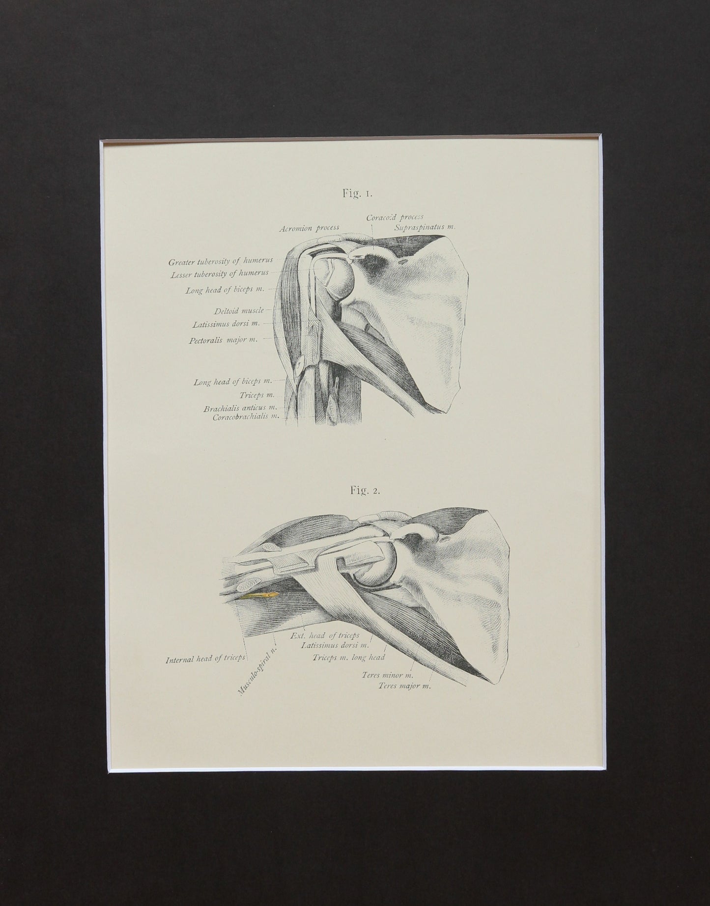 Matted Antique (c.1897) Anatomy Print, Plate XXVI: The Shoulder and Arm