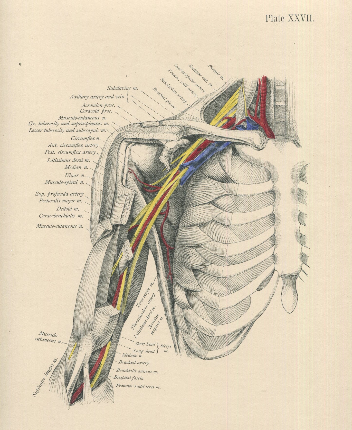 Matted Antique (c.1897) Anatomy Print, Plate XXVII: The Axilla Opened Anteriorly