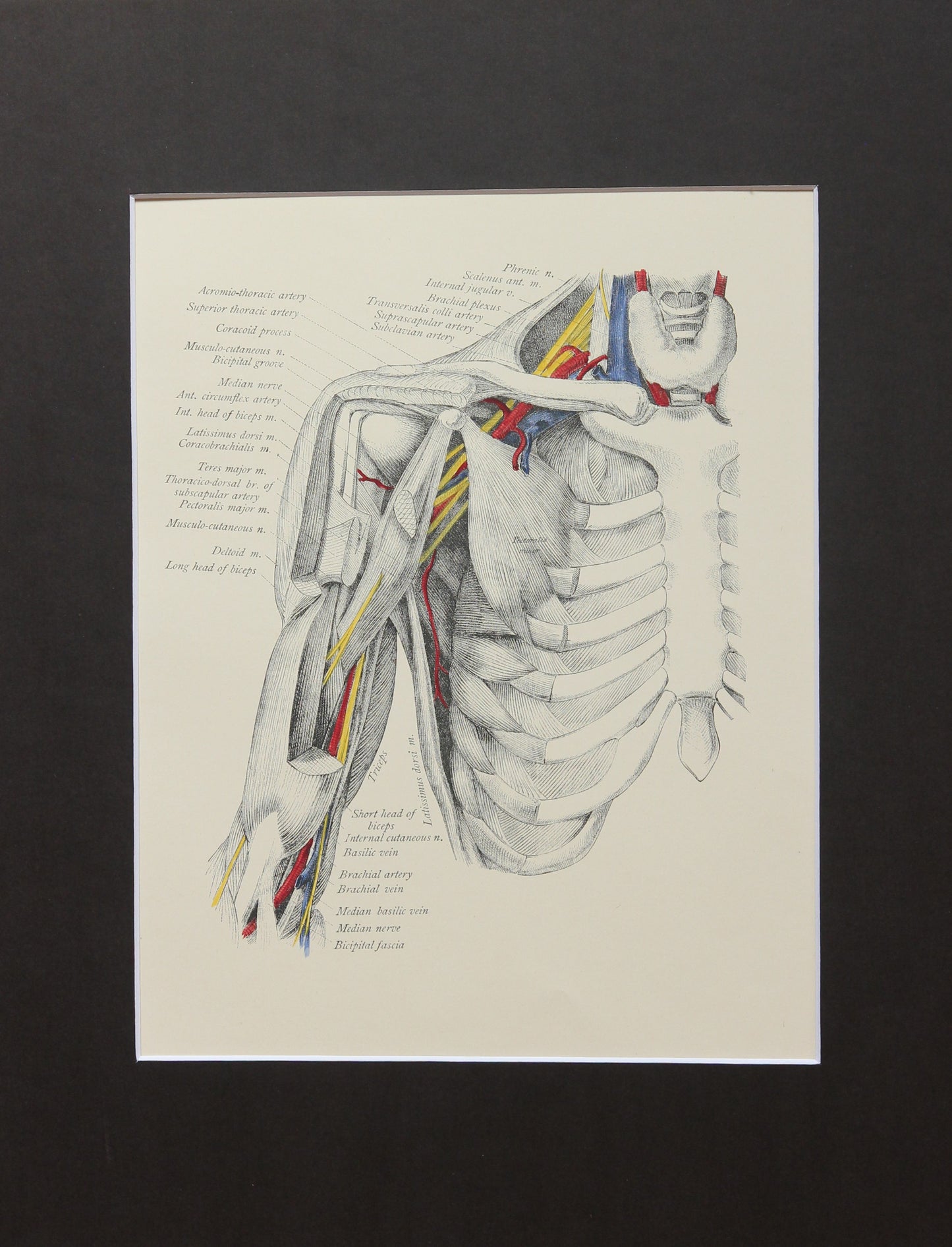 Matted Antique (c.1897) Anatomy Print, Plate XXVIII: The Axilla Opened Anteriorly