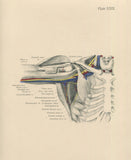 Matted Antique (c.1897) Anatomy Print, Plate XXIX: The Axilla with Biceps