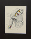 Matted Antique (c.1897) Anatomy Print, Plate XXX: The Axilla, Thorax, Etc.