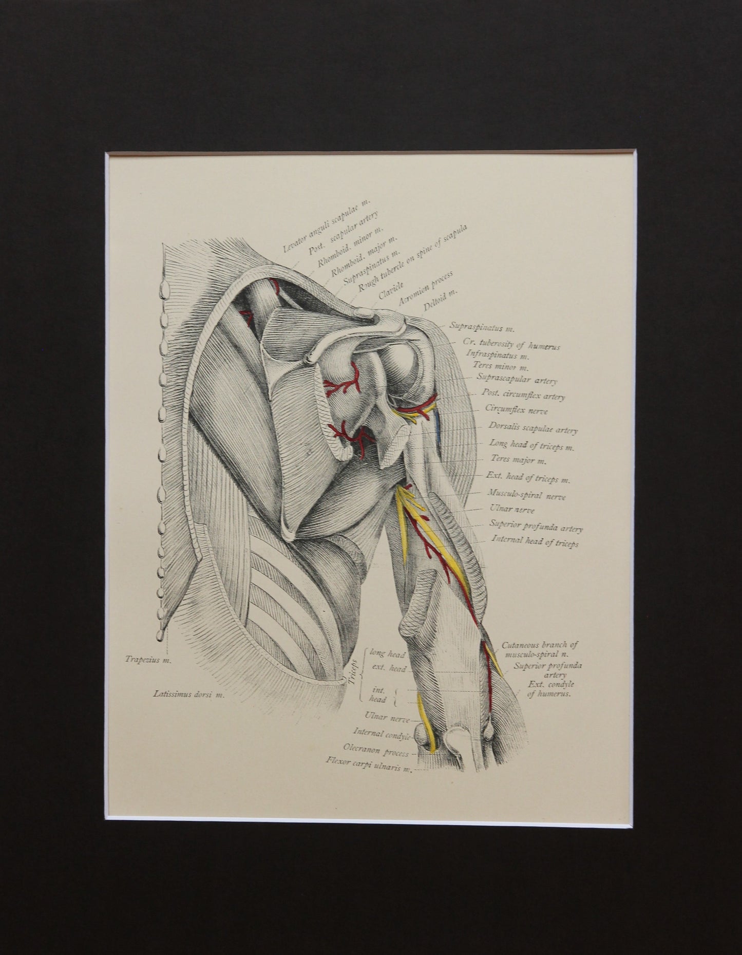 Matted Antique (c.1897) Anatomy Print, Plate XXXI: The Shoulder from Behind