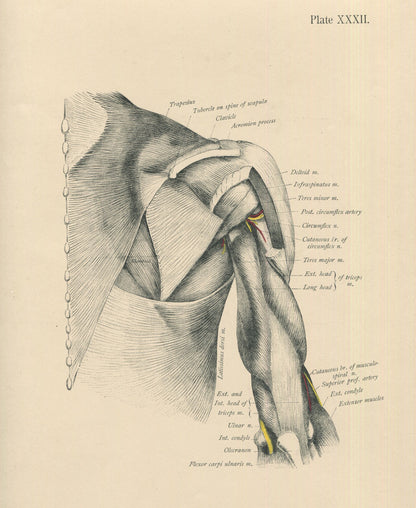 Matted Antique (c.1897) Anatomy Print, Plate XXXII: The Shoulder and Muscles