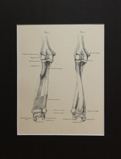 Matted Antique (c.1897) Anatomy Print, Plate XXXIII: The Bones of the Forearm