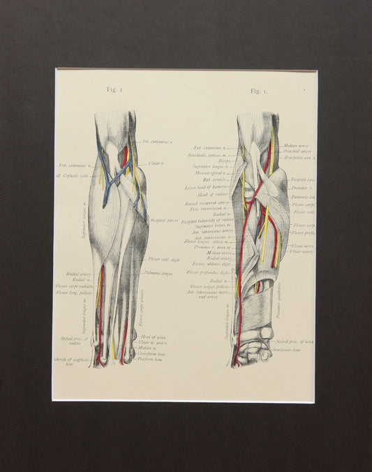 Matted Antique (c.1897) Anatomy Print, Plate XXXIV: The Forearm Fully Extended