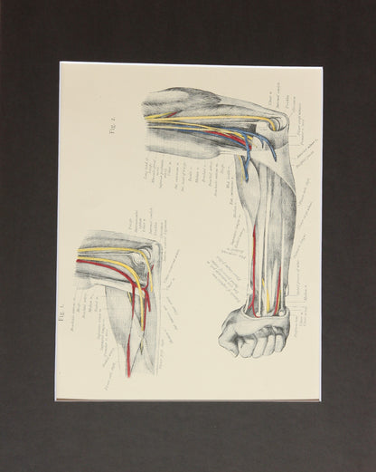 Matted Antique (c.1897) Anatomy Print, Plate XXXV: The Forearm Flexed