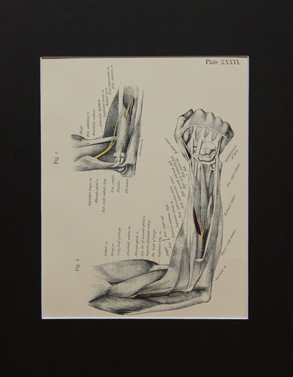Matted Antique (c.1897) Anatomy Print, Plate XXXVI: The Forearm Flexed