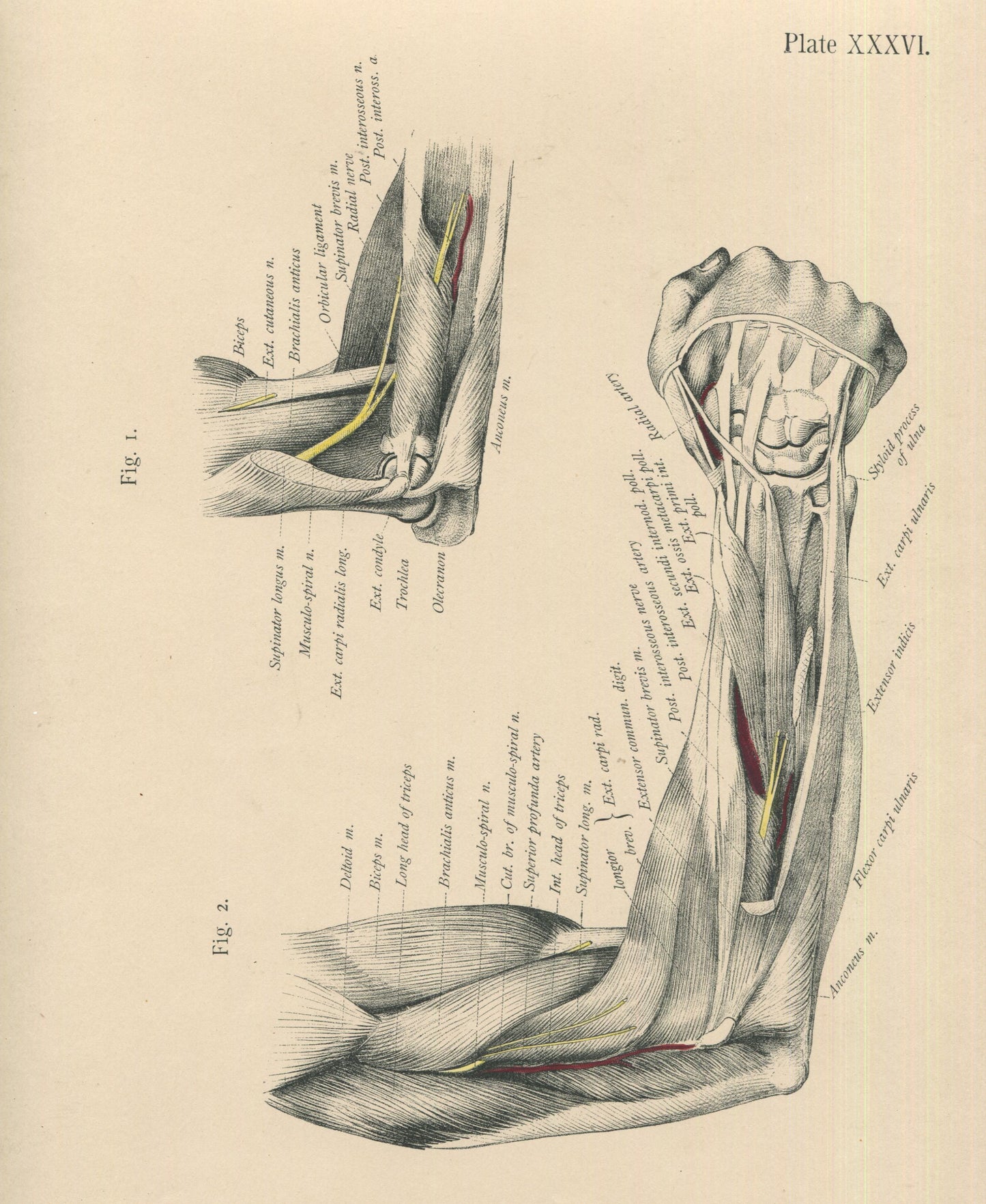 Matted Antique (c.1897) Anatomy Print, Plate XXXVI: The Forearm Flexed