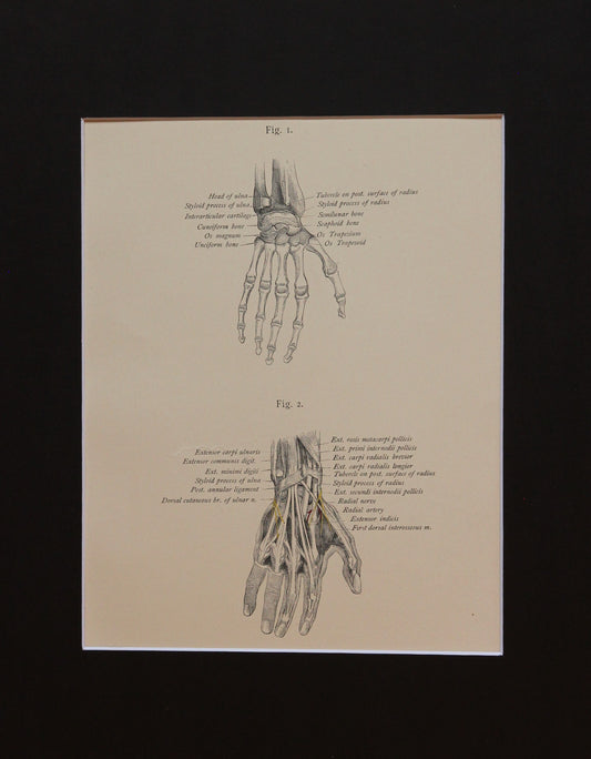 Matted Antique (c.1897) Anatomy Print, Plate XXXVII: Bones & Joints of the Hand