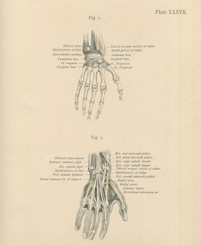Matted Antique (c.1897) Anatomy Print, Plate XXXVII: Bones & Joints of the Hand