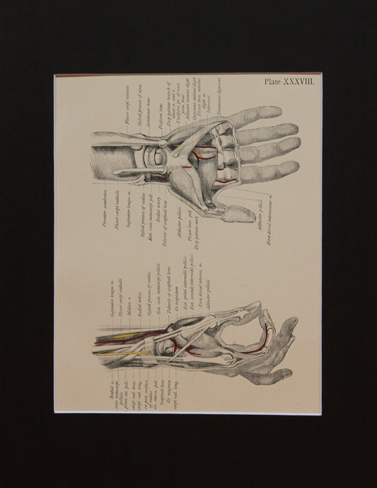 Matted Antique (c.1897) Anatomy Print, Plate XXXVIII: Radial Side of the Hand