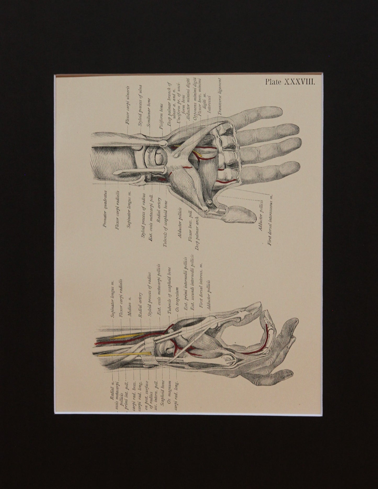 Matted Antique (c.1897) Anatomy Print, Plate XXXVIII: Radial Side of the Hand