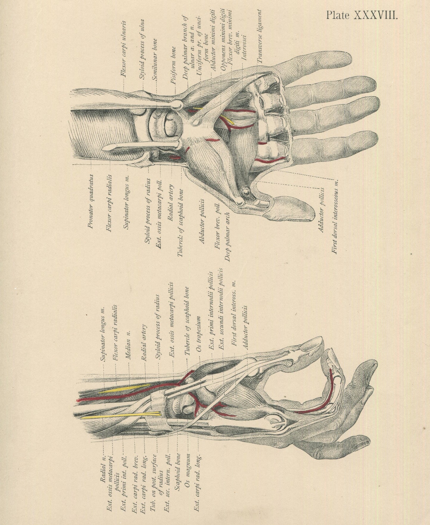 Matted Antique (c.1897) Anatomy Print, Plate XXXVIII: Radial Side of the Hand