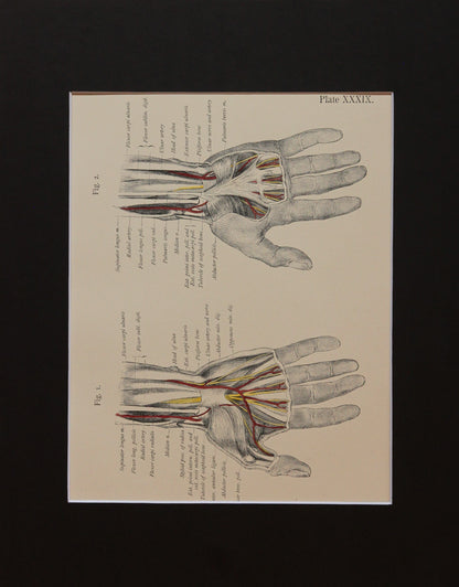 Matted Antique (c.1897) Anatomy Print, Plate XXXIX: The Palm of the Hand