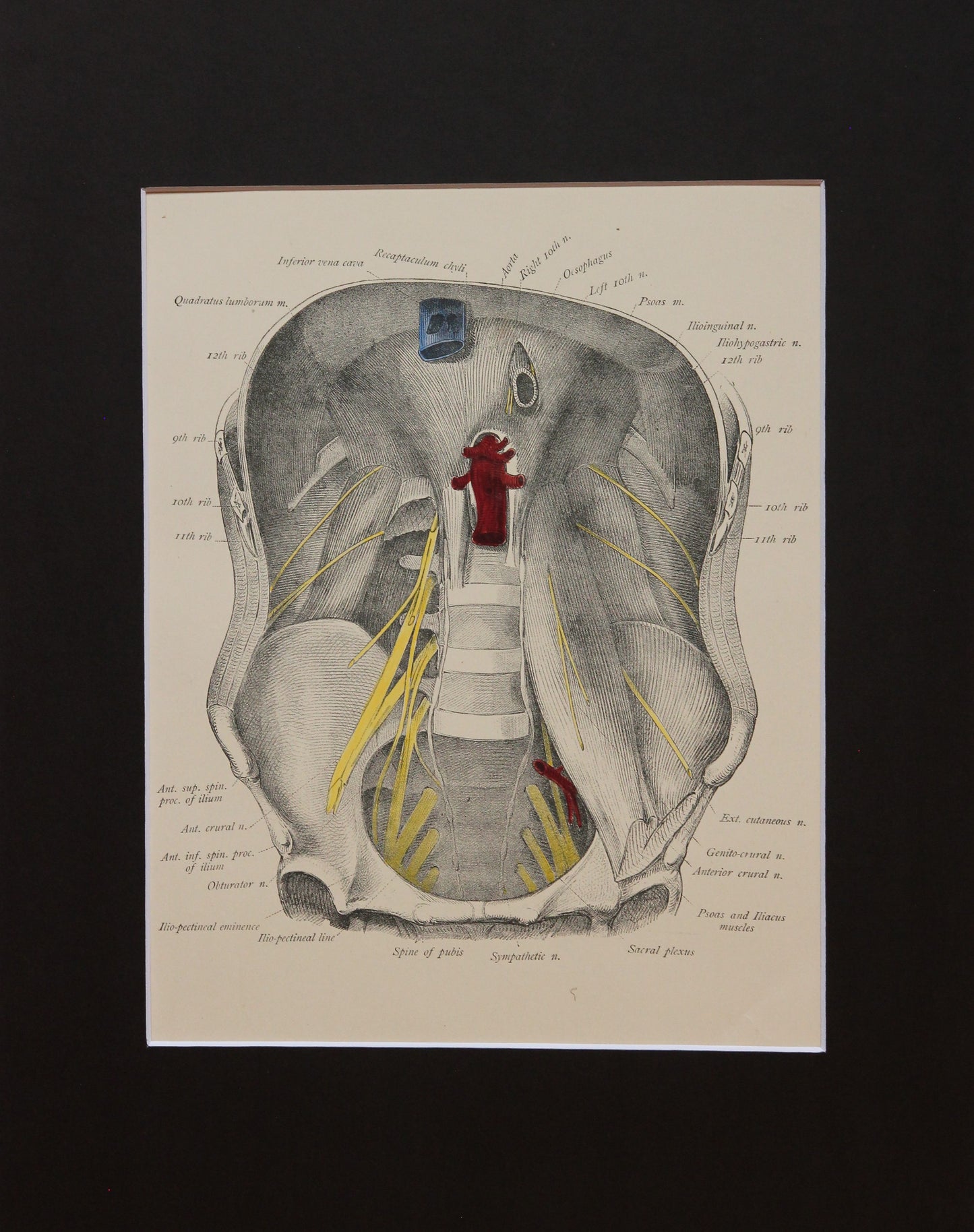 Matted Antique (c.1897) Anatomy Print, Plate XL: The Cavity of the Abdomen