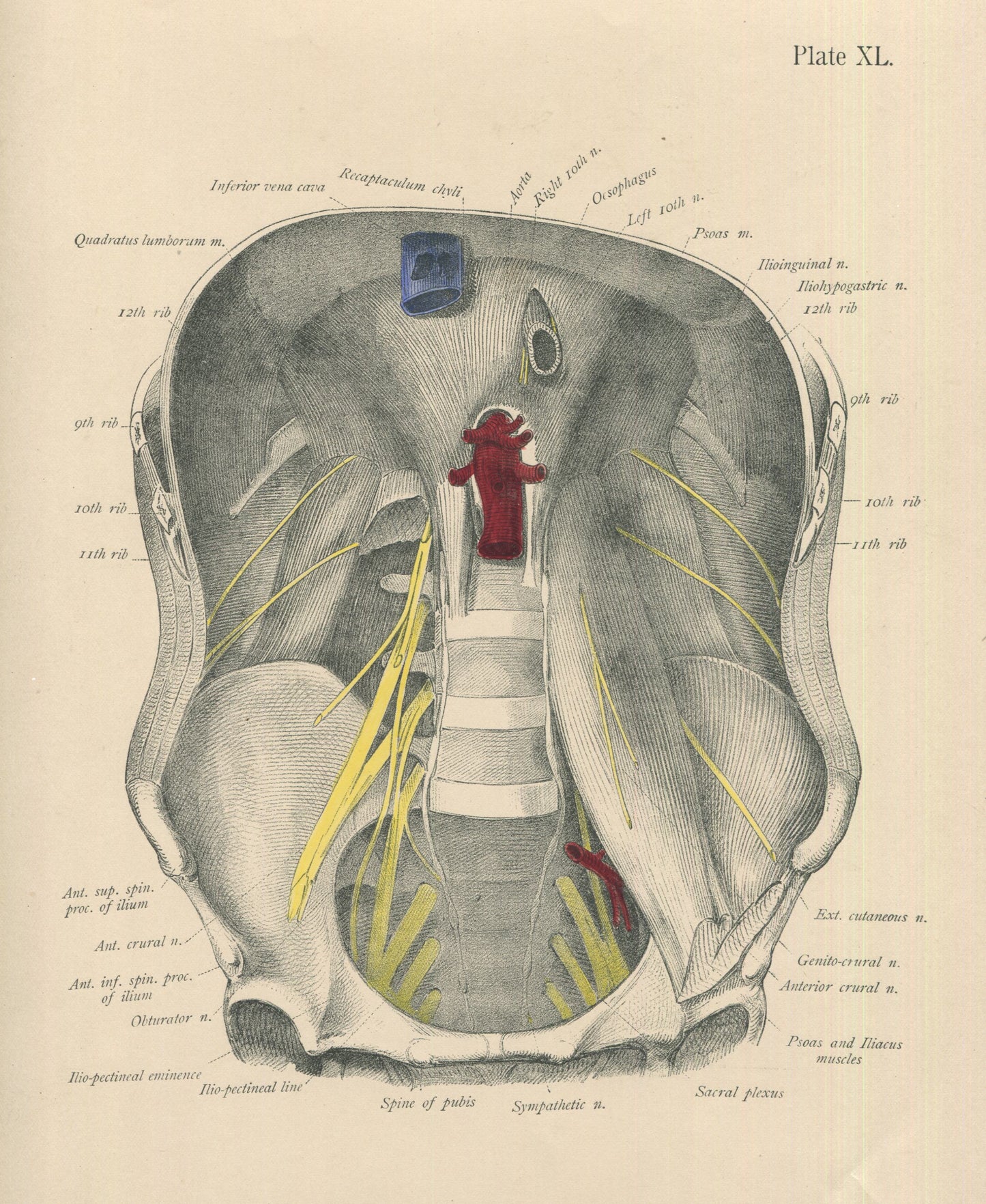 Matted Antique (c.1897) Anatomy Print, Plate XL: The Cavity of the Abdomen