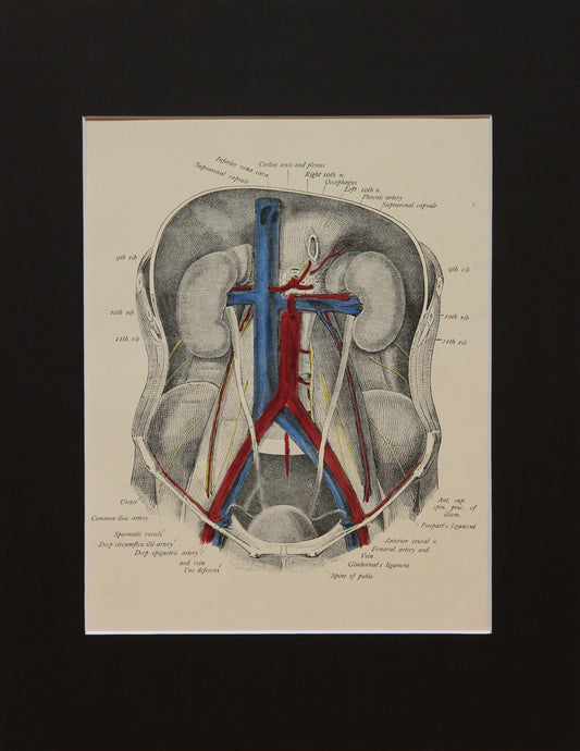 Matted Antique (c.1897) Anatomy Print, Plate XLI: Abdominal Cavity, Anterior