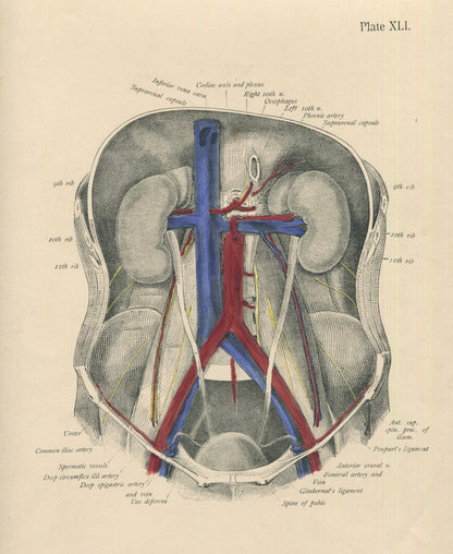 Matted Antique (c.1897) Anatomy Print, Plate XLI: Abdominal Cavity, Anterior