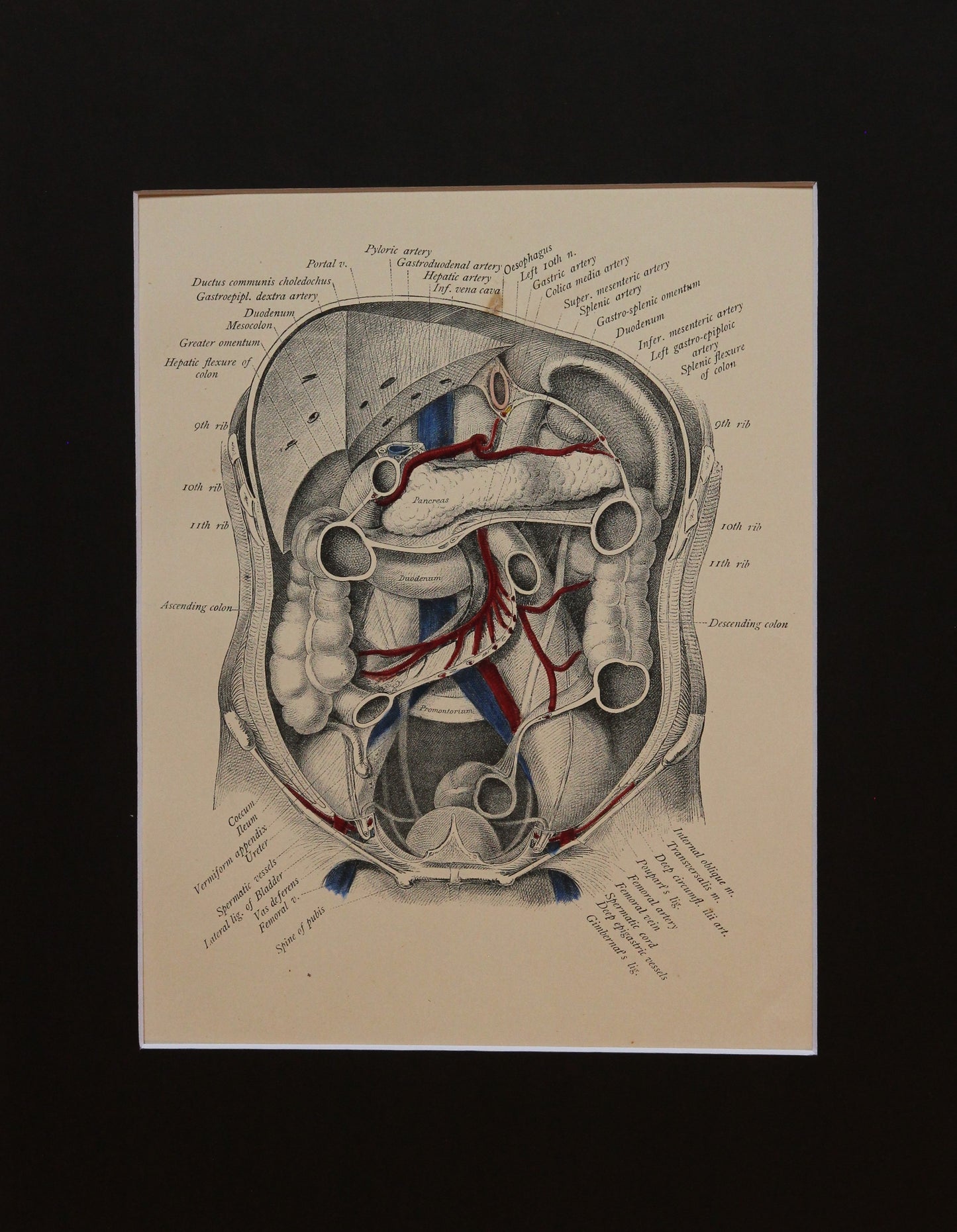 Matted Antique (c.1897) Anatomy Print, Plate XLII: Abdominal Cavity, Front
